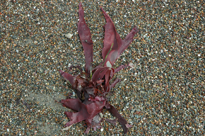 Moonstone Beach 011.jpg